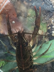 Procambarus pubescens