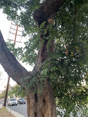 Laetiporus gilbertsonii