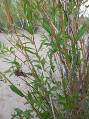 Salix rorida