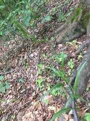 Hordelymus europaeus