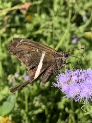 Chioides albofasciatus