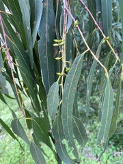 Eucalyptus viminalis