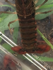 Procambarus pubescens