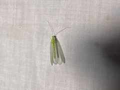 Chrysopa oculata