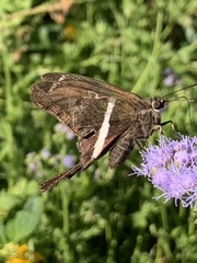 Chioides albofasciatus