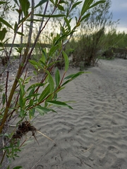 Salix rorida