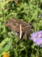 Chioides albofasciatus