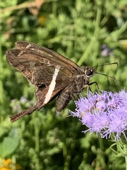 Chioides albofasciatus
