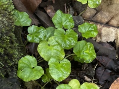 Geophila repens