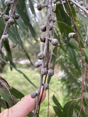 Eucalyptus viminalis