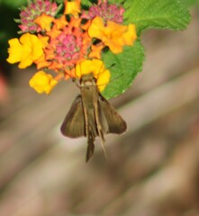 Euphyes vestris