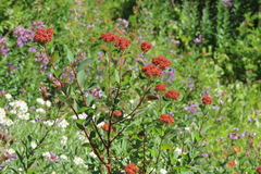 Spiraea splendens