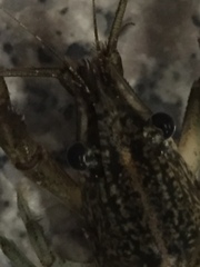 Procambarus pubescens