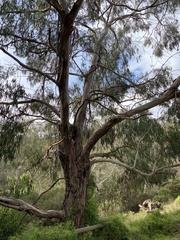 Eucalyptus viminalis