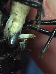 Procambarus pubescens