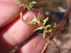 Oenothera pallida