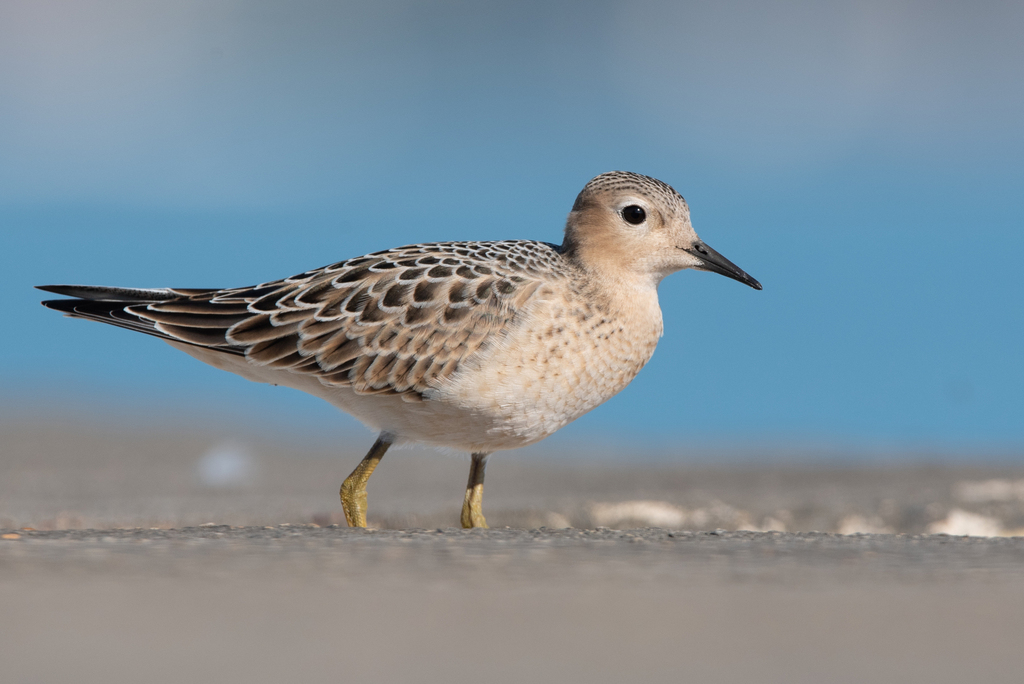 Buff-breasted Sandpiper (Calidris subruficollis) photo