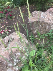 Alopecurus myosuroides