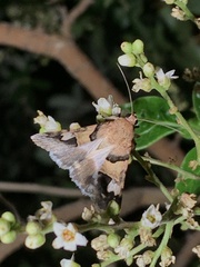 Drasteria pallescens