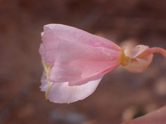 Oenothera pallida