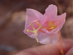 Oenothera pallida