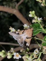 Drasteria pallescens