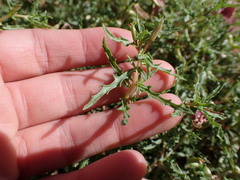 Oenothera pallida