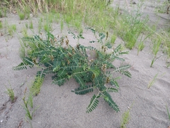 Astragalus schelichowii