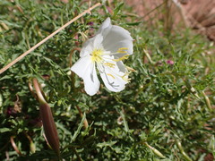 Oenothera pallida