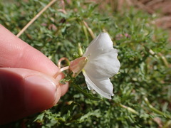 Oenothera pallida