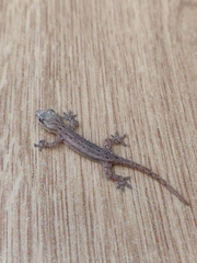 Hemidactylus frenatus