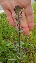 Parentucellia latifolia