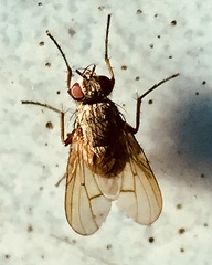 Muscoidea