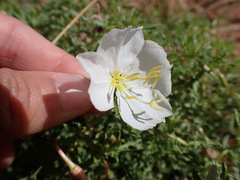 Oenothera pallida