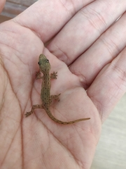 Hemidactylus frenatus