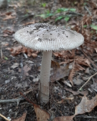 Amanita rhacopus
