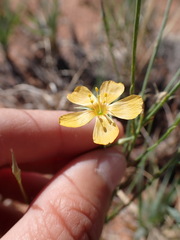 Linum aristatum