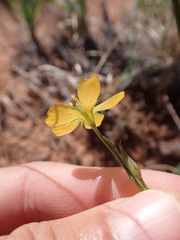 Linum aristatum