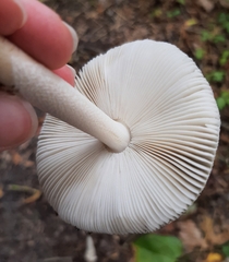 Amanita rhacopus