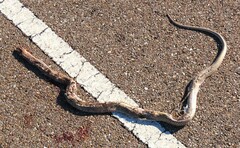 Masticophis flagellum testaceus