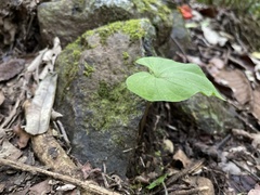 Nervilia concolor