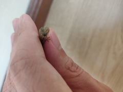 Hemidactylus frenatus