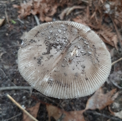 Amanita rhacopus