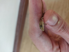 Hemidactylus frenatus