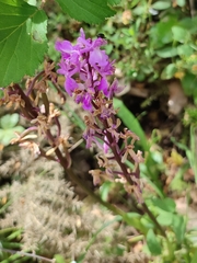 Orchis olbiensis