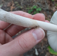 Amanita rhacopus