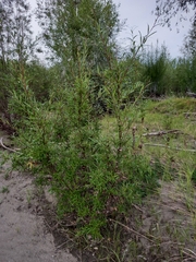 Salix udensis