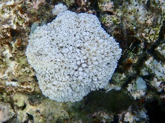Anthozoa