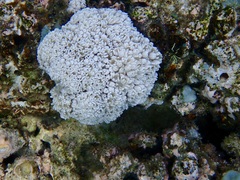 Anthozoa
