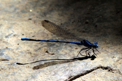 Argia vivida